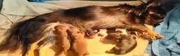 Chihuahua dogs for sale: Amazing Quality Long Coat Chihuahua Puppies  - Advert 1