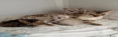Bengal 1