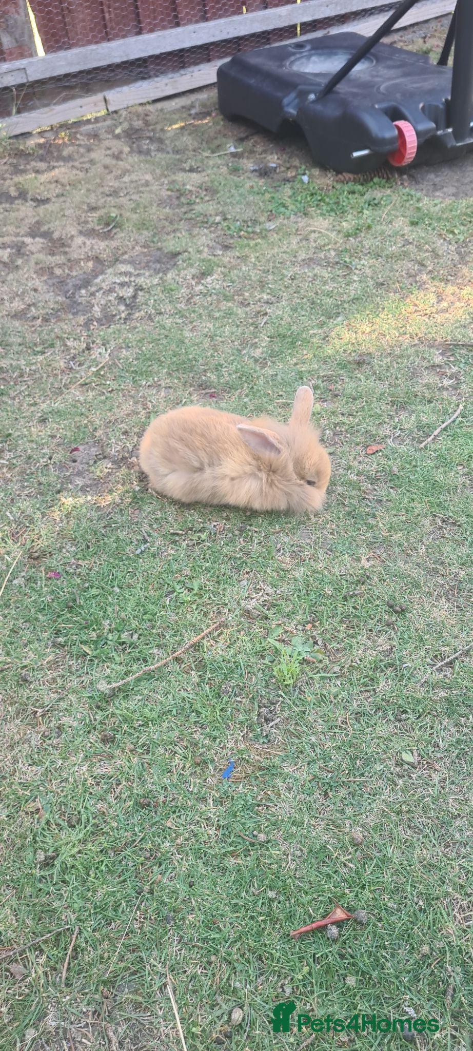 Mini Lion Lop rabbits   9 Mini Lion x lops - Advert 7