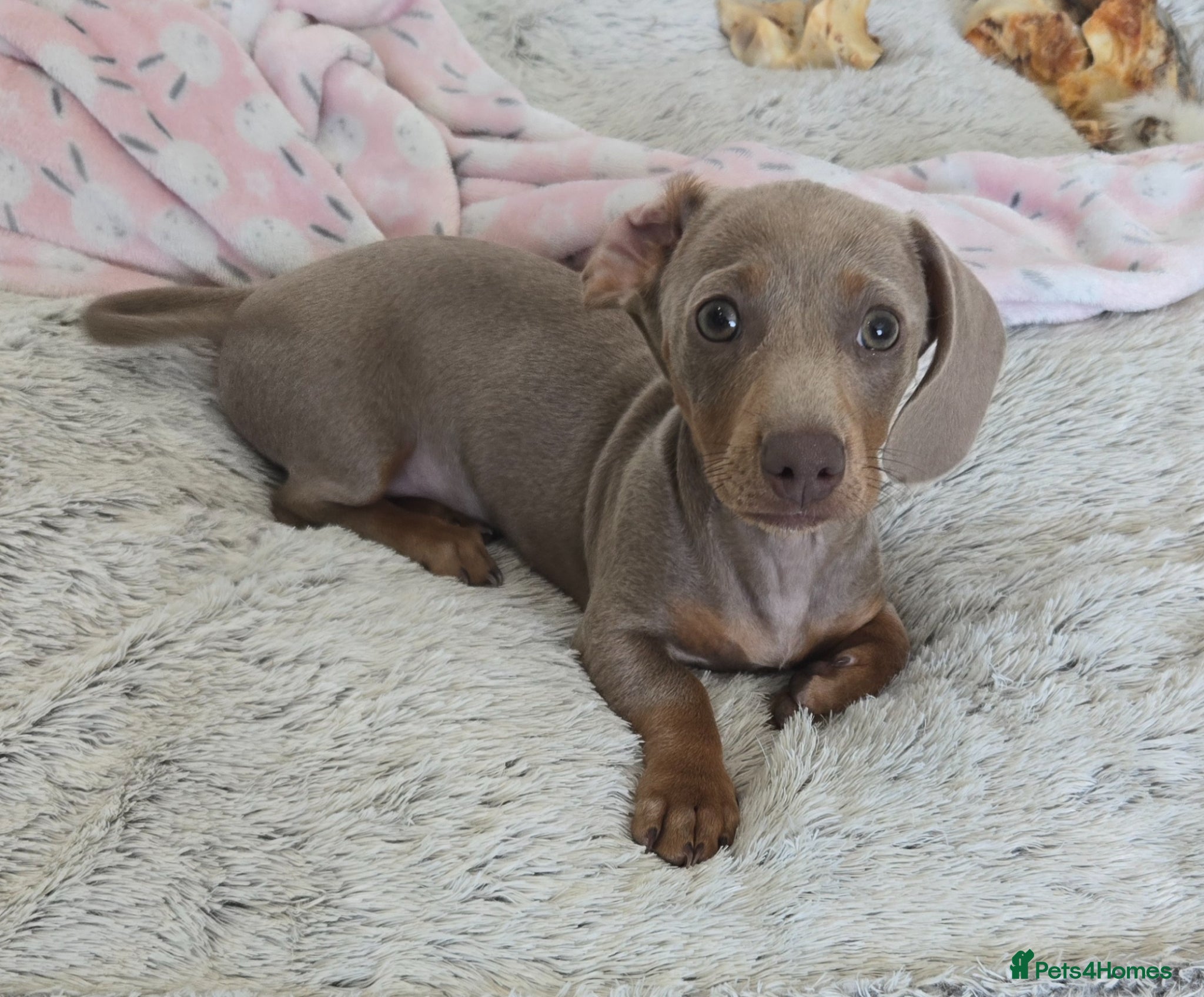 Miniature Dachshund dogs 1 little mini girl left 🥰 *Reduced* - Advert 13
