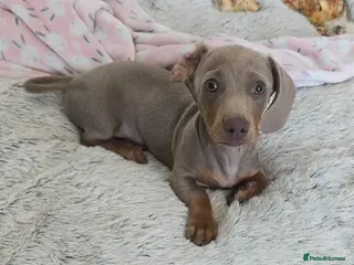 Miniature Dachshund dogs 1 little mini girl left 🥰 *Reduced* - Advert 8