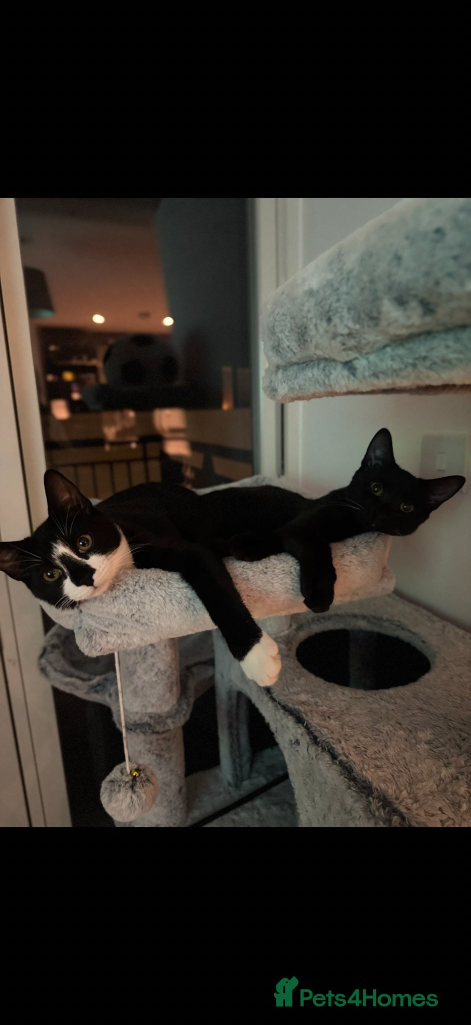 Mixed Breed cats Two female cats for sale  - Advert 2