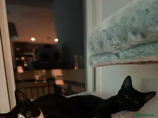 Mixed Breed cats Two female cats for sale - Advert 2