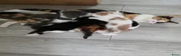 Mixed Breed cats for sale: Adorable Mixed Kittens Ready for Loving Homes - Advert 31