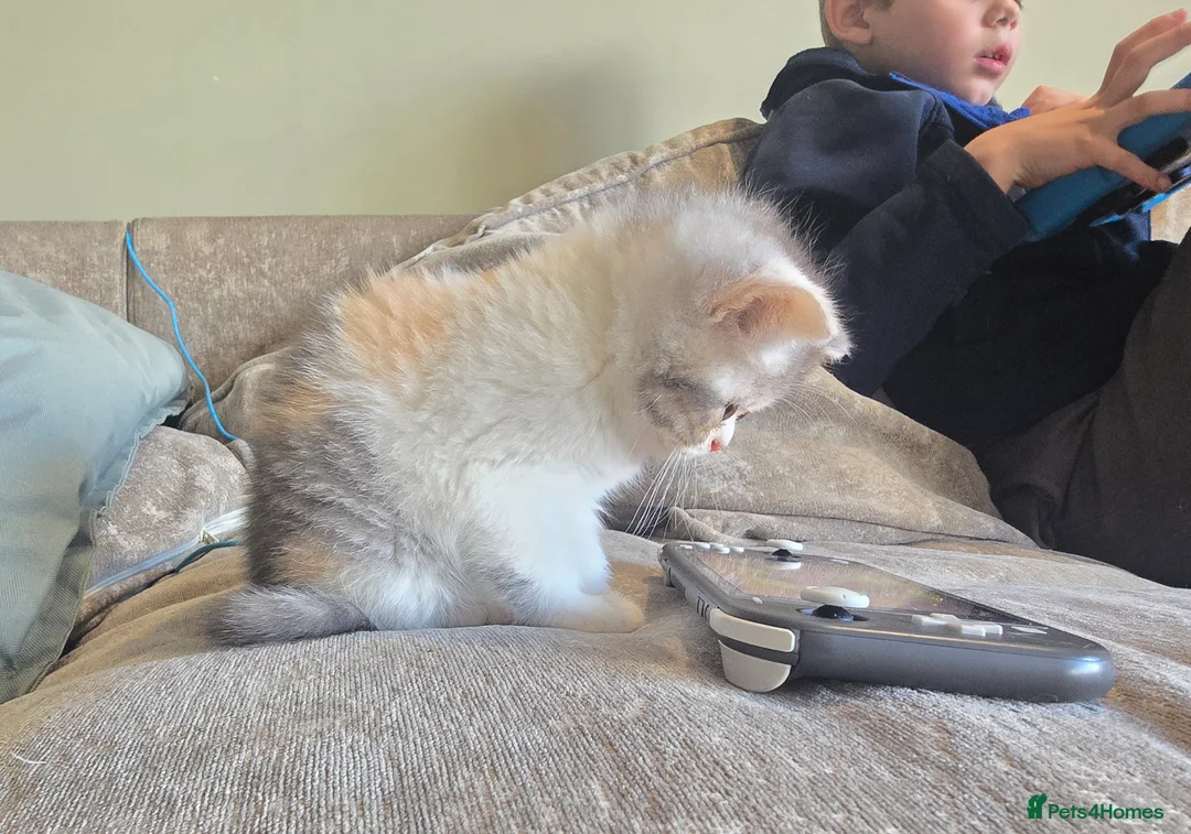 British Shorthair cats for sale: British Shorthair Cats - Advert 13