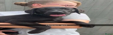 Labrador Retriever 4