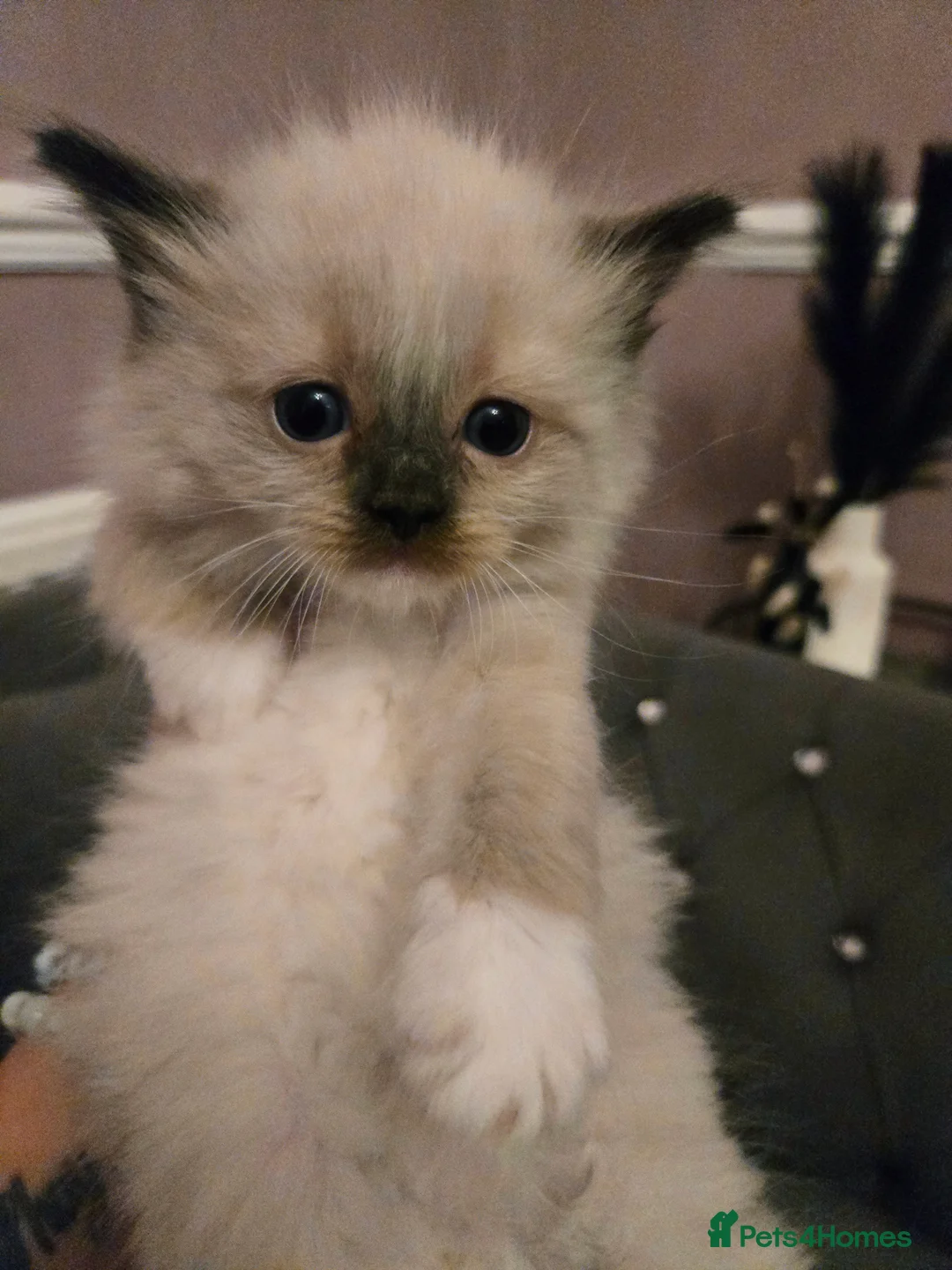 Ragdoll cats for sale: Seven gorgeous purebred ragdoll mitted kittens  - Advert 20