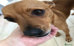 Chihuahua dogs for adoption: ❤️🐶 LILA – A Little  Soul Searching for Love 🐶❤️ - Image 12