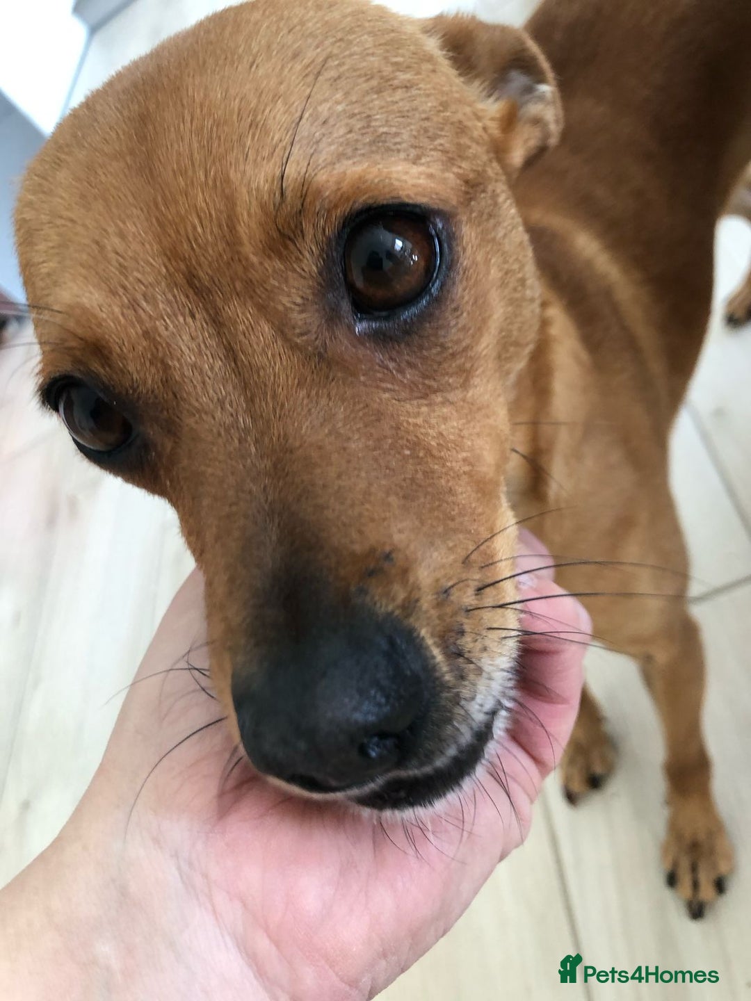 Chihuahua dogs for adoption: ❤️🐶 LILA – A Little  Soul Searching for Love 🐶❤️ - Image 12