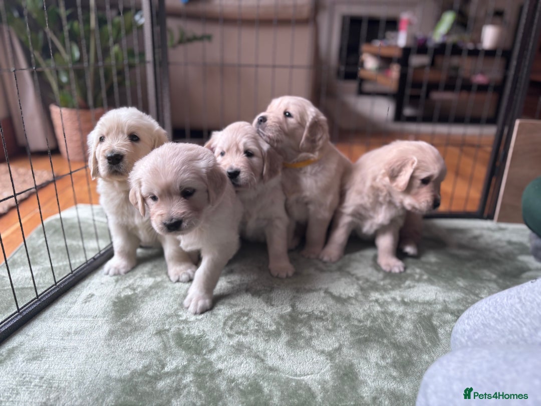Golden Retriever dogs for sale: 2 female Golden Retrievers puppies - Image 4