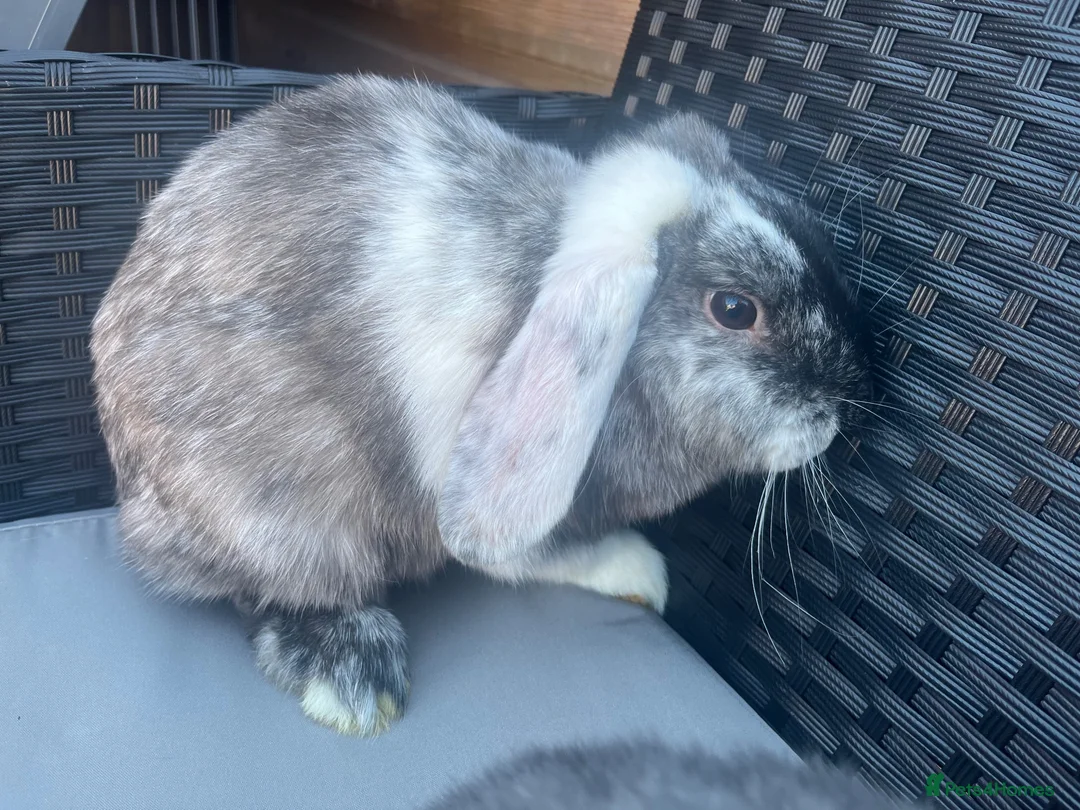 Mini Lion Lop rabbits for sale: Lion lops for sale - Advert 13