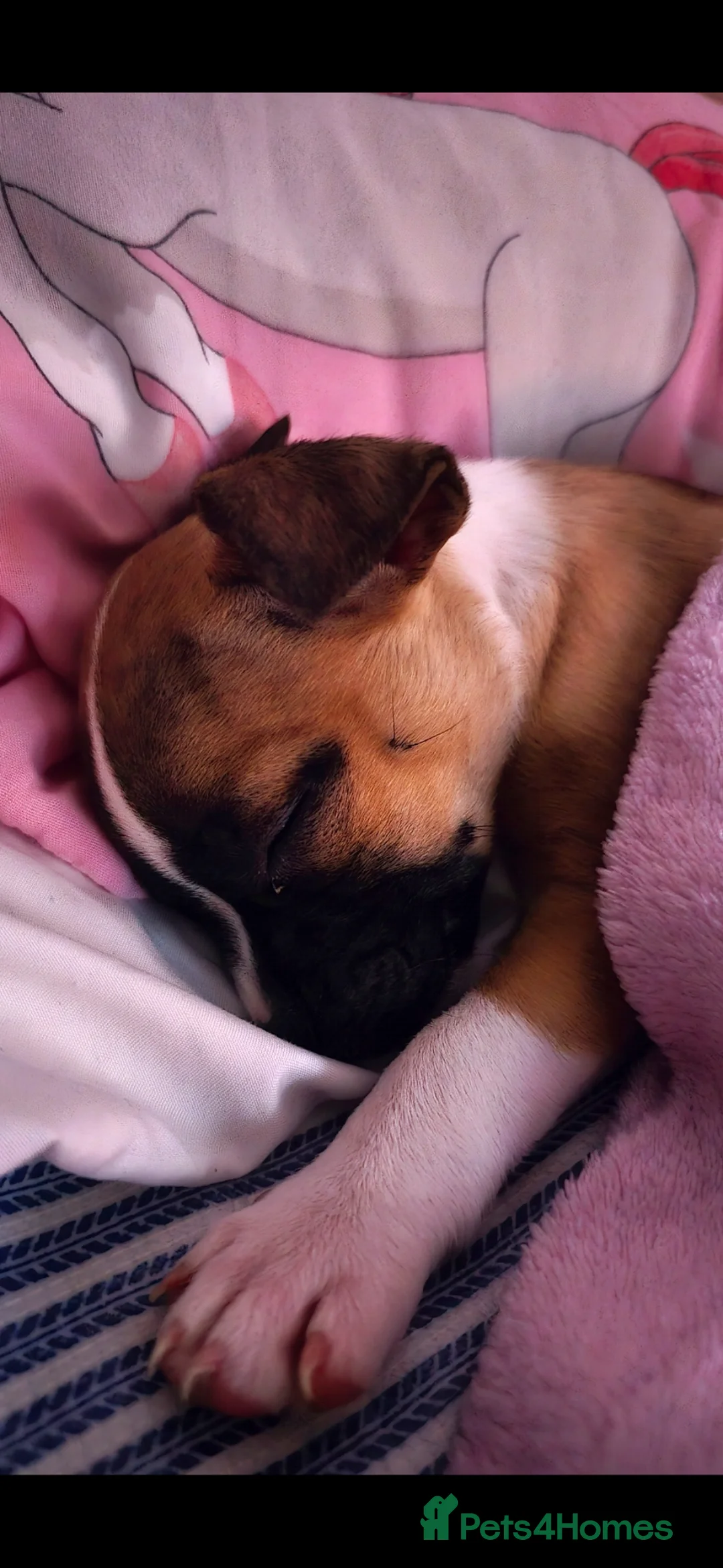 Mixed Breed dogs for sale: Lily is lokking for new home  in Rochdale - Advert 1