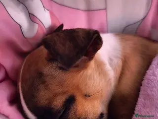 Mixed Breed dogs Lily is lokking for new home - Advert 1