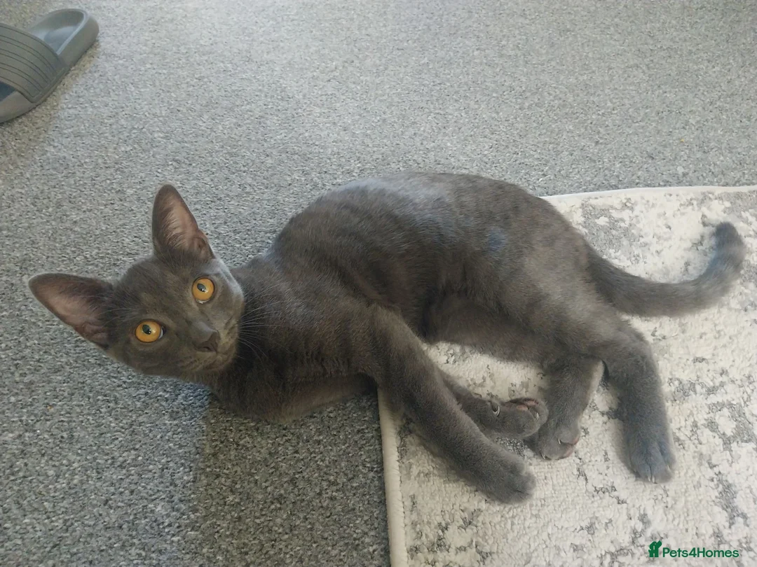 Bengal cats for sale: Blue Russian x bengal  - Advert 1