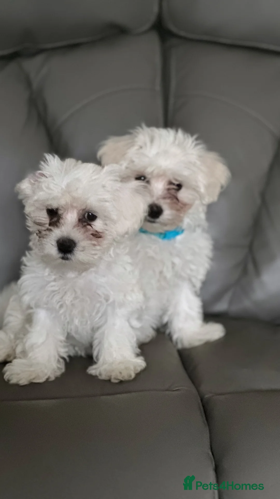 Bichon Frise dogs for sale: Two Mini Bichon Frise Ready for their New Home - Advert 5