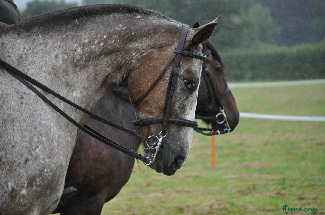 Appaloosa horses for sale: Perfect allrounder for sale - Image 18