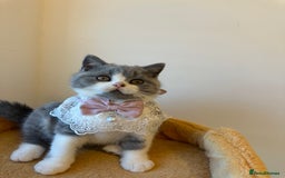 British Shorthair cats for sale: 🐻 STUNNING GIRL GCCF REGISTERED REDUCED LAST 1 🐻 - Image 6