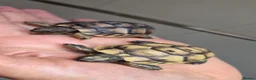 Tortoise reptiles for sale: Mediterranean tortoise hatchlings  - Advert 4