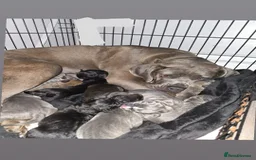 Cane Corso dogs for sale: Cane corso pups  - Image 11