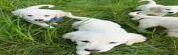 Golden Retriever dogs for sale: KC Registered Golden Retriever puppies  - Advert 16