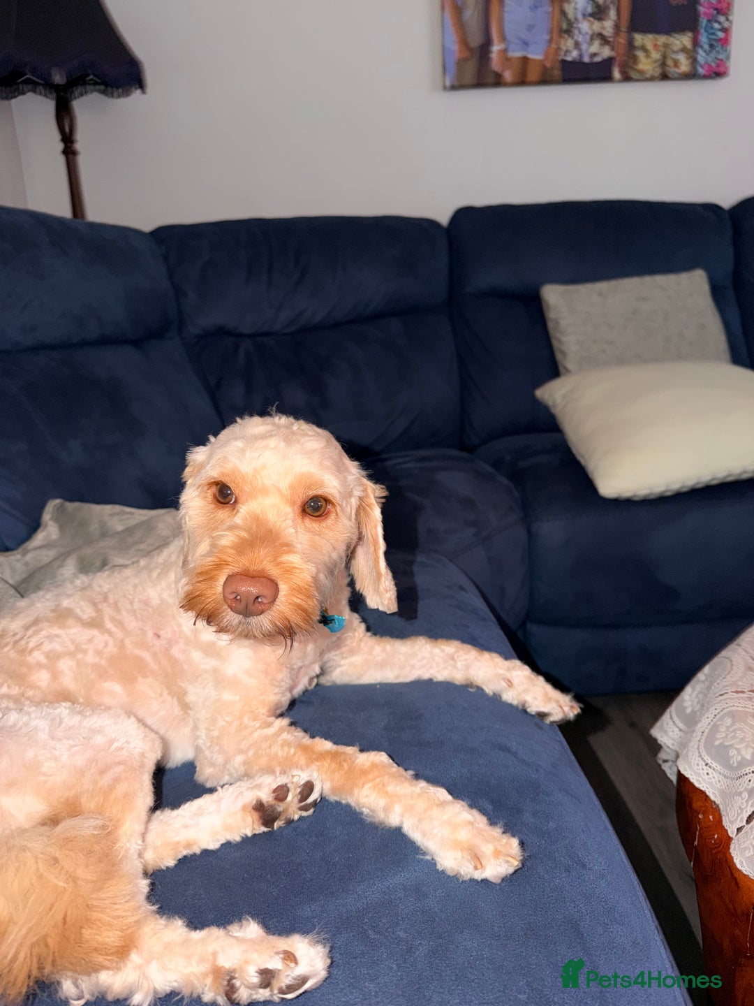 Cockapoo dogs for sale: Hypoallergenic boy cockapoo fully trained  - Image 5