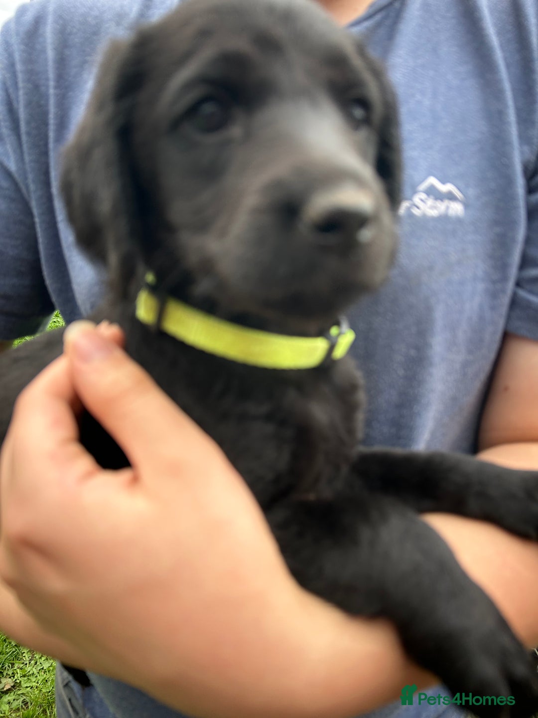 Labradoodle dogs for sale: Ready to go! Fantastic F1 Labradoodles (black) - Image 34