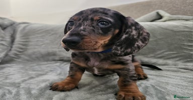 Dachshund dogs 3x Charming dachshund silver dapple girl puppies  - Advert 4