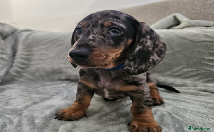 Dachshund dogs - Advert 2