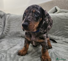 Dachshund dogs 3x Charming dachshund silver dapple girl puppies - Advert 4