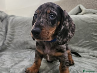 Dachshund dogs for sale - Advert 1