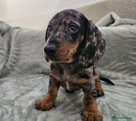 Dachshund dogs - Advert 2