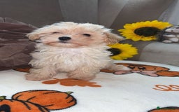 Maltipoo dogs for sale: Maltipoos puppy’s  - Image 2