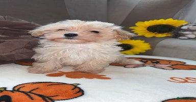 Maltipoo dogs - Advert 9