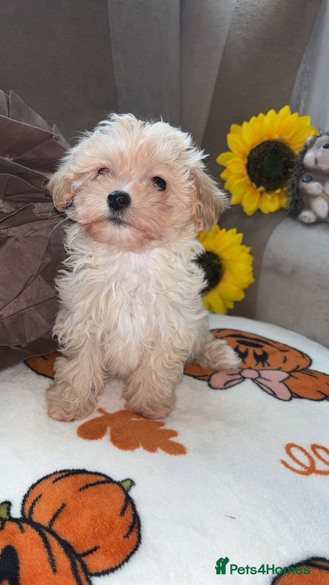 Maltipoo dogs for sale: Maltipoos puppy’s  - Image 2