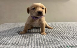 Labrador Retriever dogs for sale: Kc registered working labradors  - Image 6