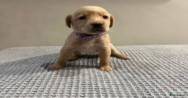 Labrador Retriever dogs - Advert 4