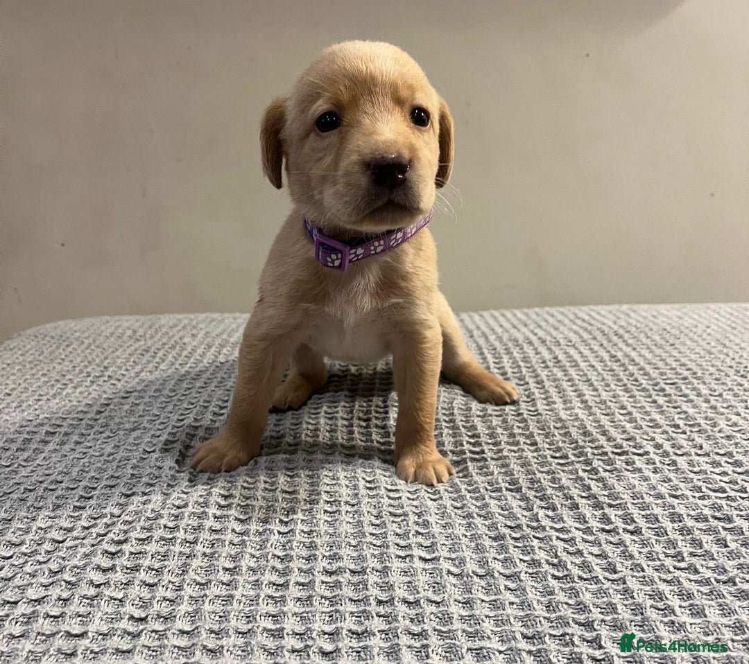 Labrador Retriever dogs for sale: Kc registered working labradors  - Image 6