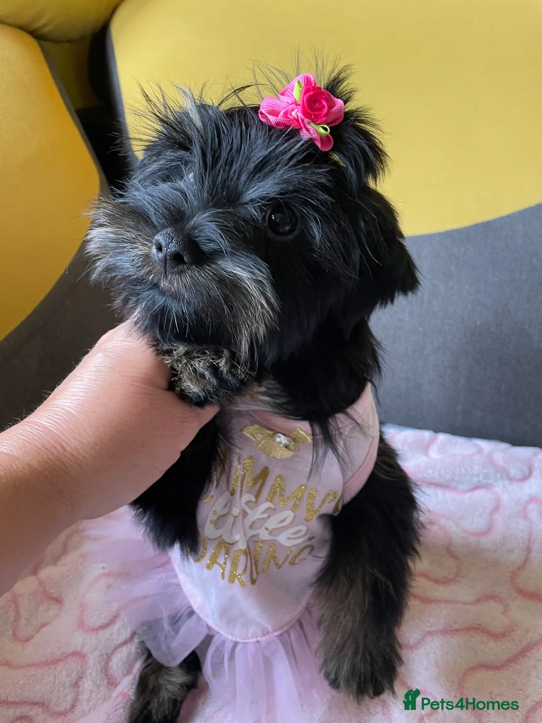Yorkshire Terrier dogs for sale: Gorgeous Yorkshire Terrier Biewer Puppies - Advert 2