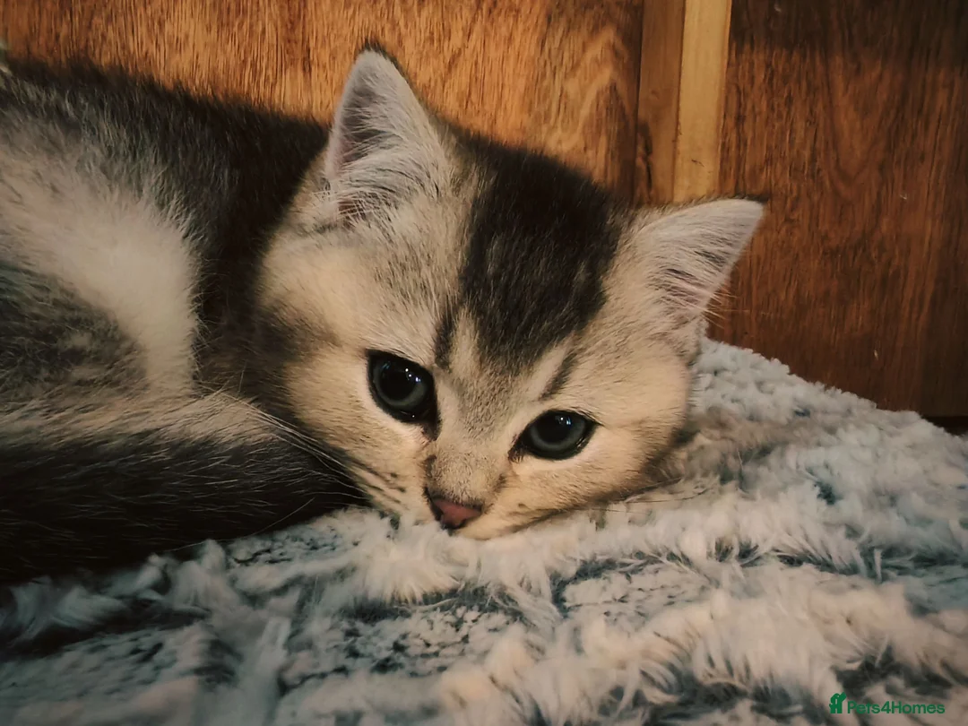 British Shorthair cats for sale: 1 left, Rare Tipped British Shorthair girl - Advert 2