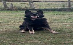 Mixed Breed dogs for sale: Czech shepherd x Belgium malinois - Image 4