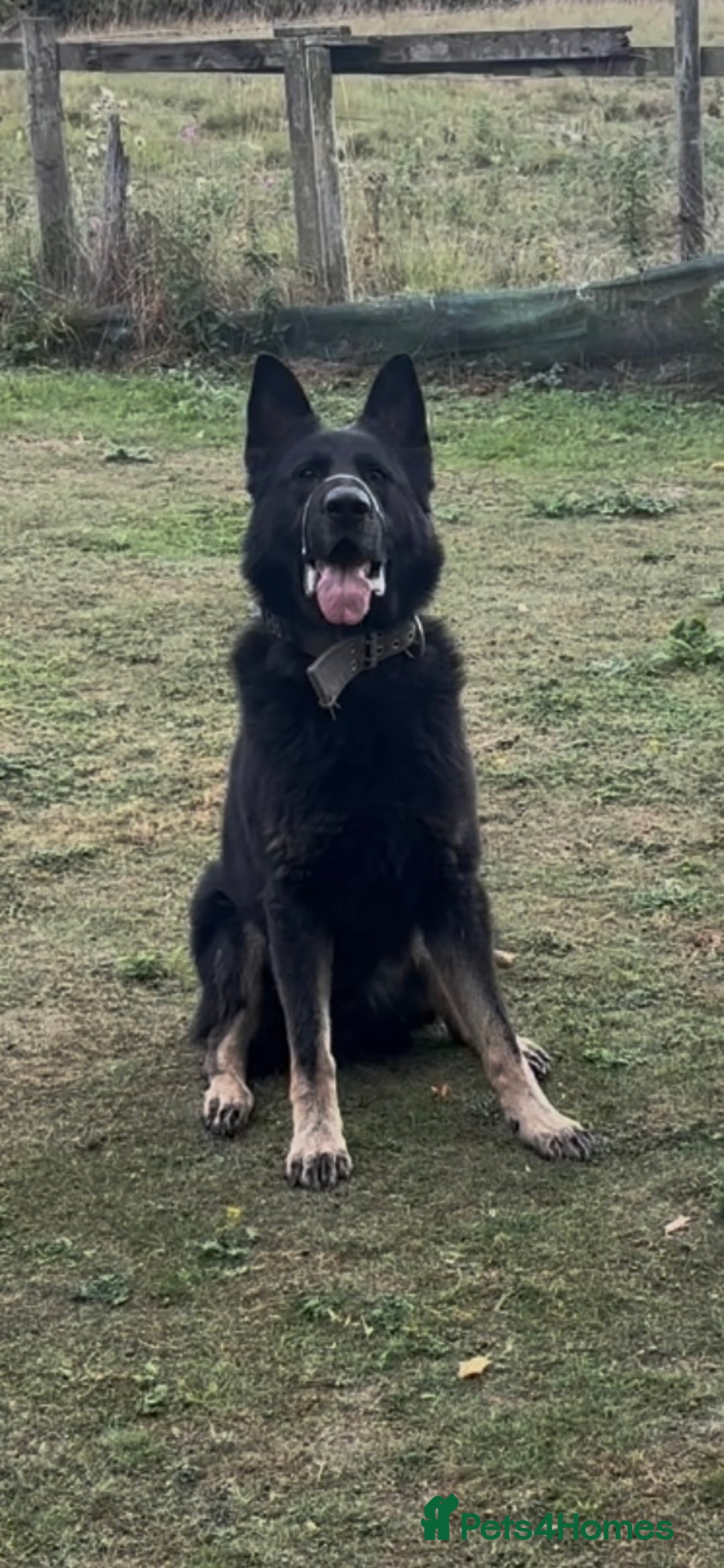 Mixed Breed dogs for sale: Czech shepherd x Belgium malinois - Image 4