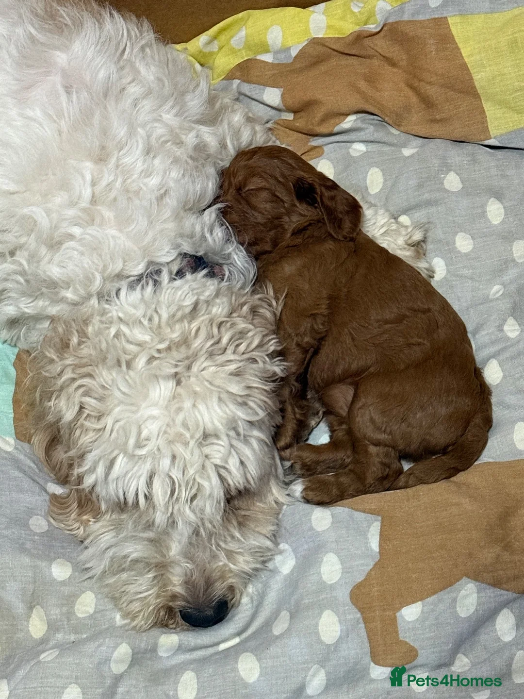 Cockapoo dogs for sale: F2 Cockapoo Puppies - Advert 2