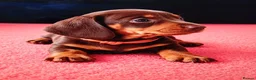 Miniature Dachshund dogs for sale: Stunning Miniature Dachshund Puppies - ready in Altrincham - Advert 4