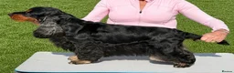 Cocker Spaniel dogs for sale: Two very gorgeous Black & Tan Male Puppies - Advert 6
