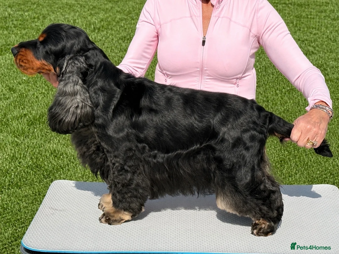 Cocker Spaniel dogs for sale: Two very gorgeous Black & Tan Male Puppies - Advert 6