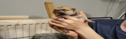 Japanese Shiba Inu dogs for sale: 5 Beautiful Shiba puppies looking for their home - Advert 11