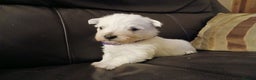 West Highland Terrier dogs for sale: 3 beautiful Westie pups - Advert 5