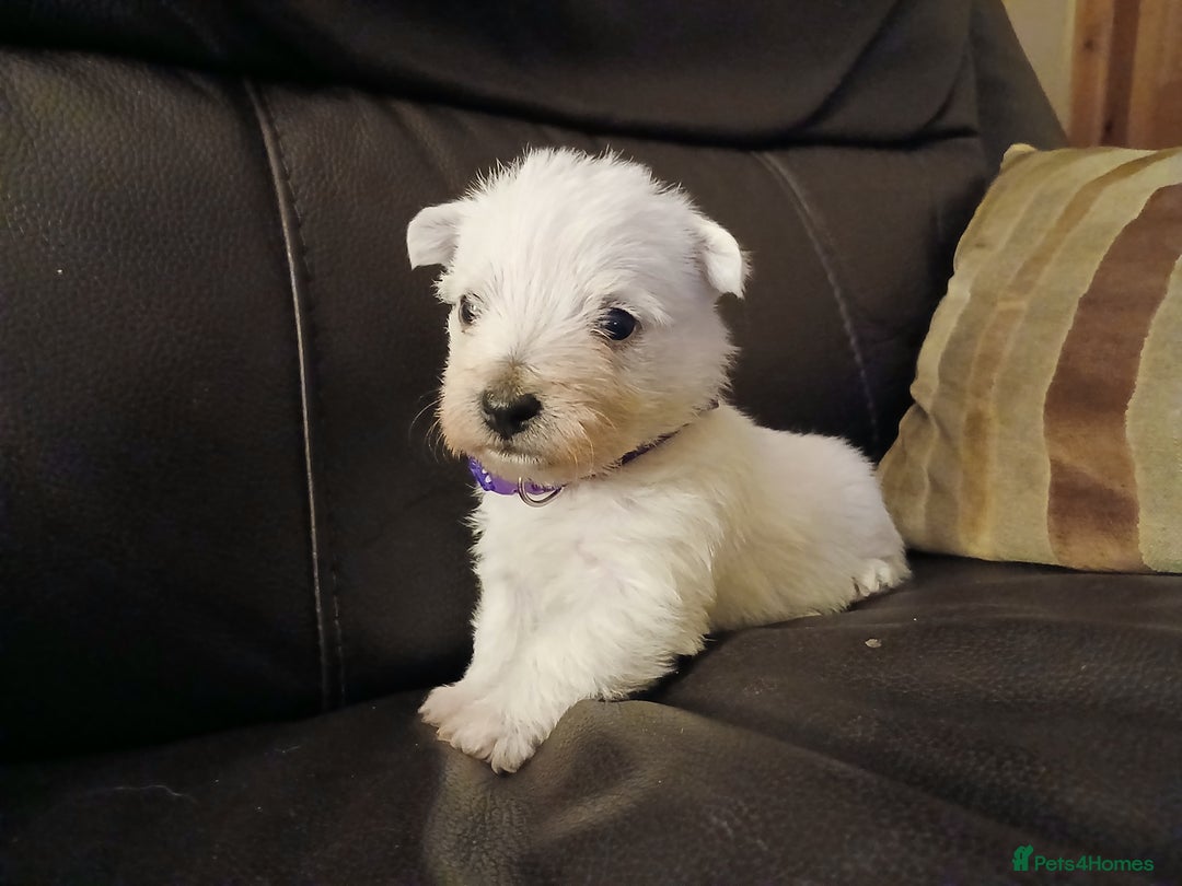 West Highland Terrier dogs for sale: 3 beautiful Westie pups - Advert 5