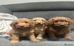 Cockapoo dogs for sale: All female fluffy Cockapoo puppies - Advert 1