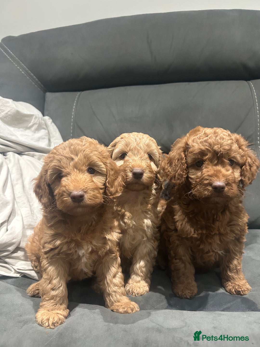 Cockapoo dogs for sale: All female fluffy Cockapoo puppies - Advert 1